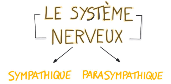 le systeme nerveux comment ca marche e1744710247248